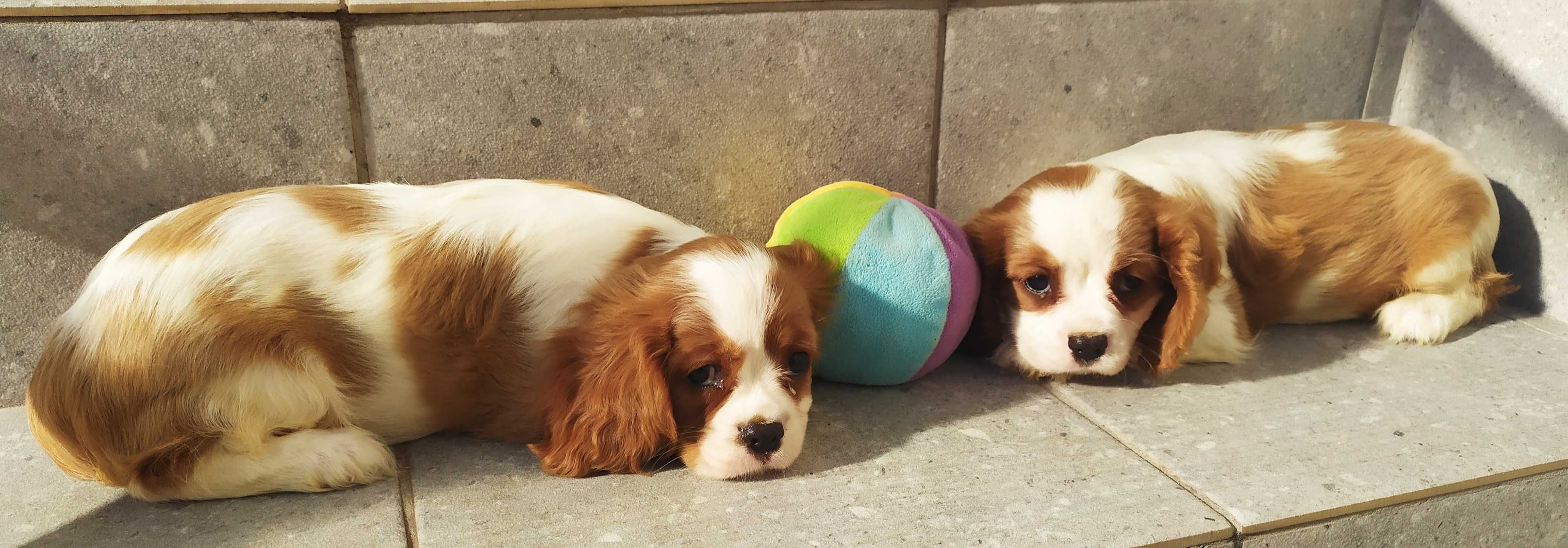 Suczka rasy Cavalier King Charles Spaniel - rodowód ZHPR