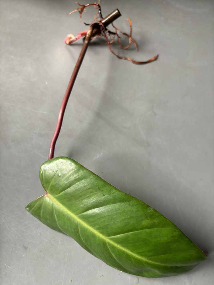 Philodendron pink princess, painted lady, jose buono, melanochryssum
