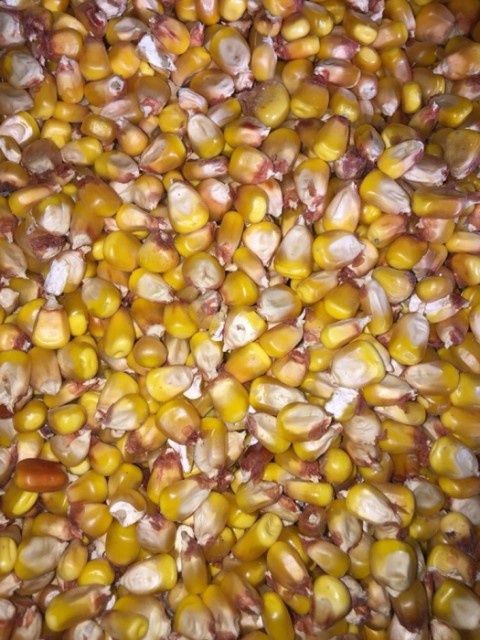 Ячмінь 2023р ячмень зерно кукурудза пшениця від 10мішків до 2тонн Полт