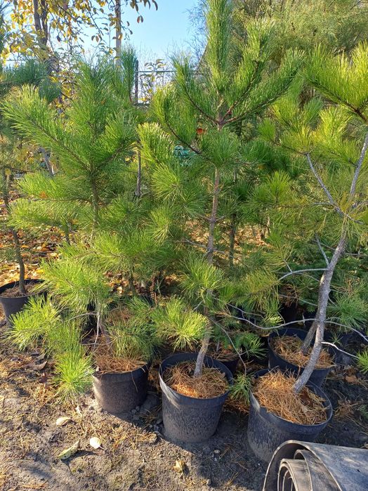 Дуб черешчатий в контейнері.