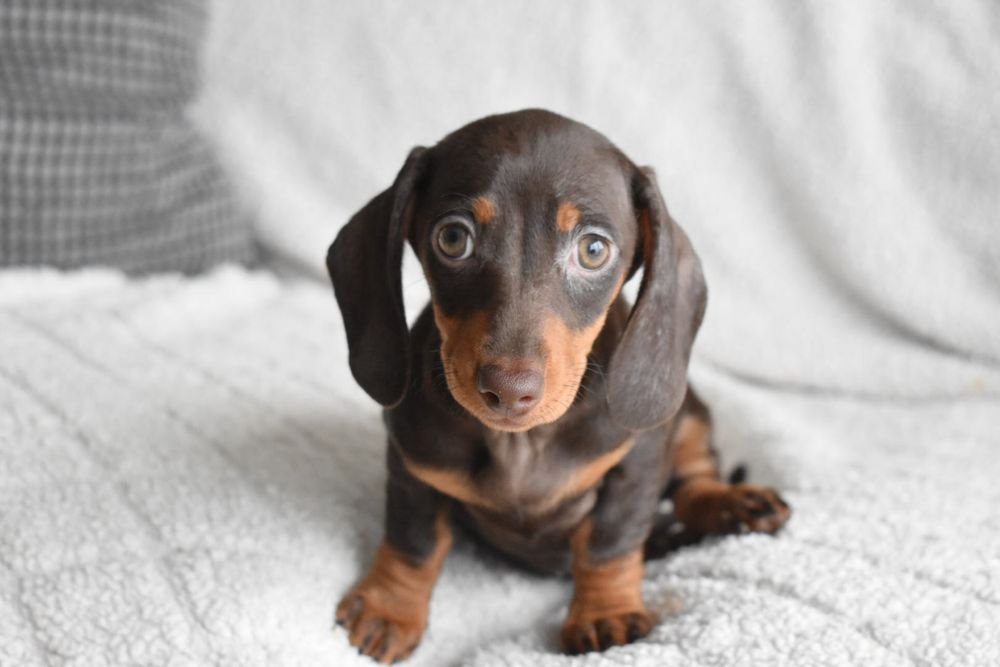 Teckel miniatura / kaninchen