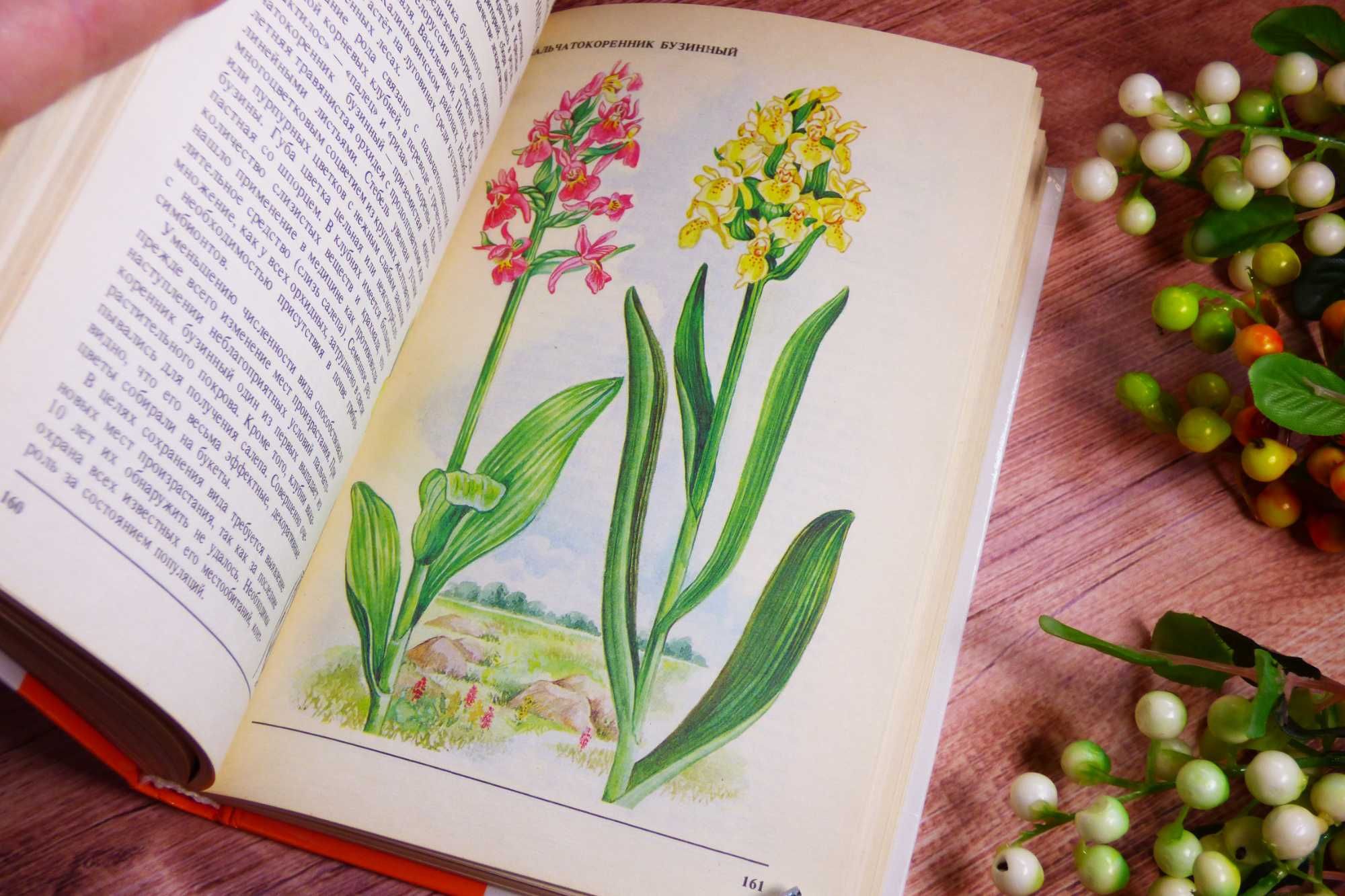 По страницам красной книги Растения