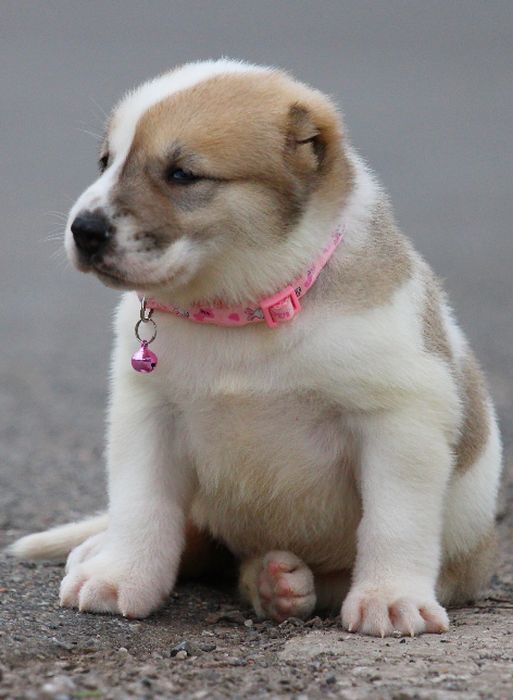 Хлопчики  чабанської  собаки  Кавказу.