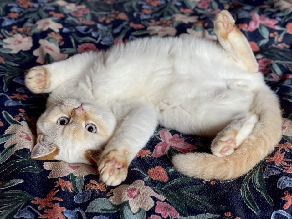 Скоттиш страйт. Шотландські кошенята. Хлопчик.