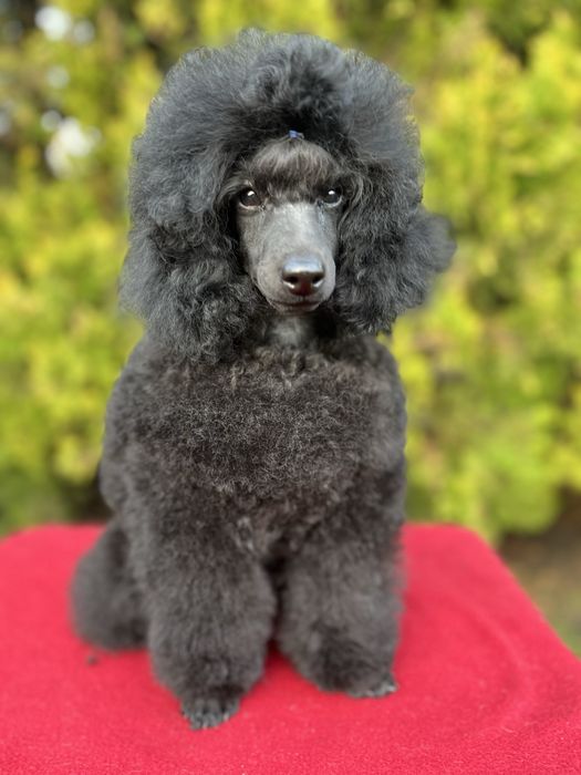 Щенок пудель той