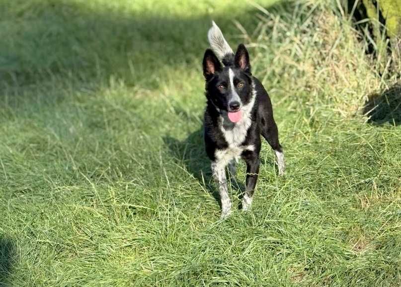 Młodziutka suczka Kasia szuka domu! Mały pies, mała suczka, adopcja!