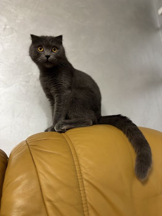 Шотландські котики, киця, висловухі, котики