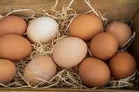 Продам домашні курячі яйця