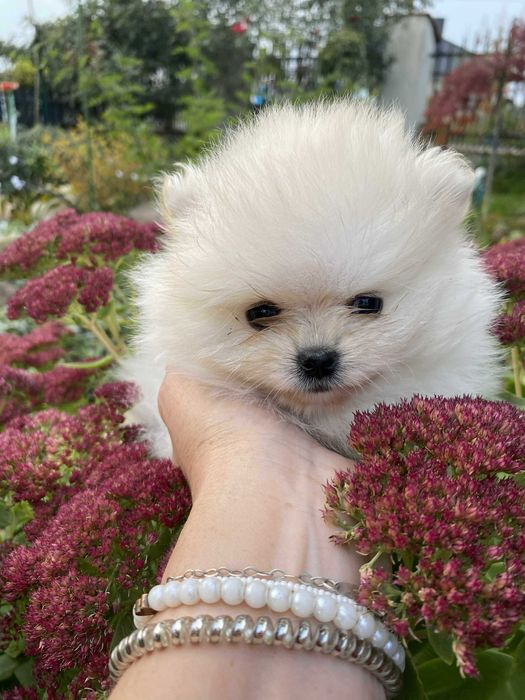 Szpic miniaturowy pomeranian przepiękna bardzo malutka sunia