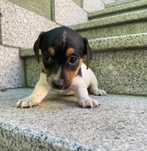 Szczeniak Jack Russell Terrier