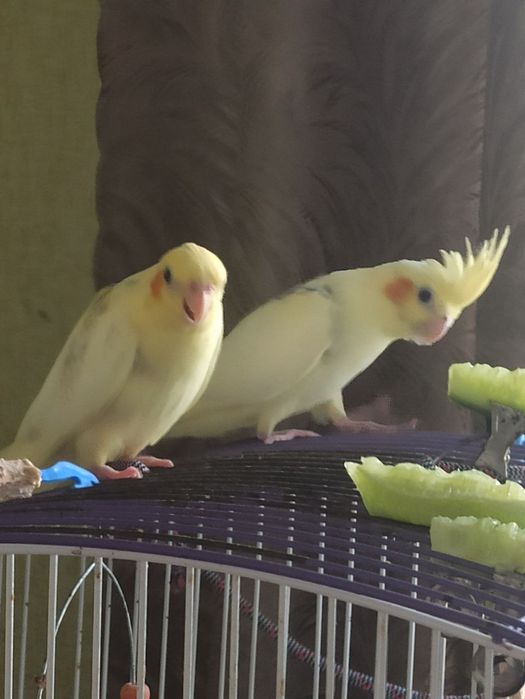 Продаются такие малыши всем по 2 месяца. 1. 1500 пара за 3000,