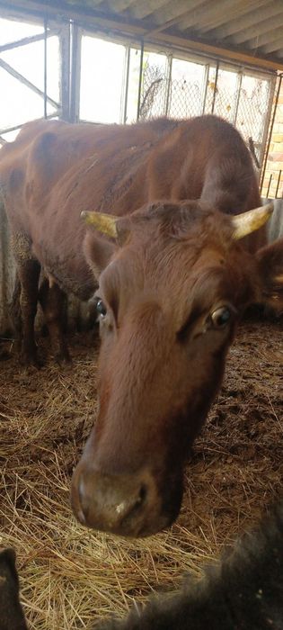 Продам дойную корову