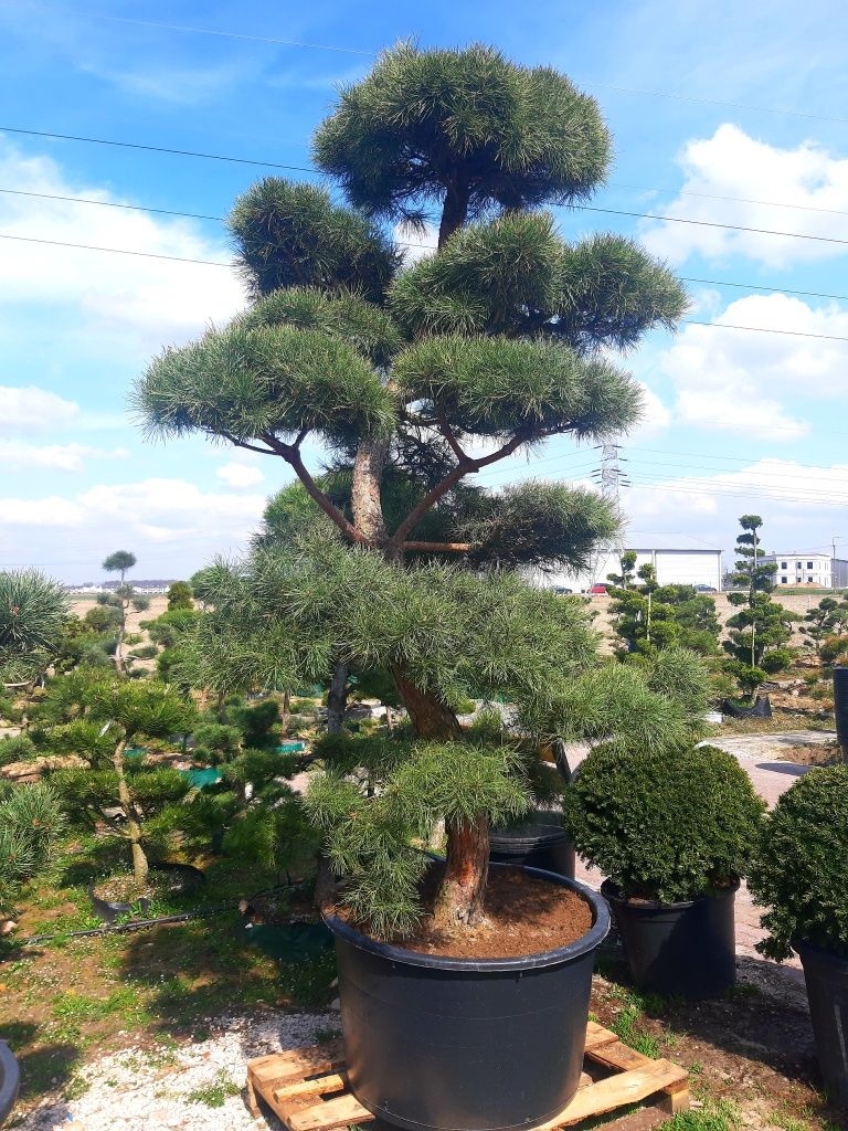 Bonsai-Niwaki Sosna Watereri XXL.  Szmaragd klon Katalpa jodła cis .