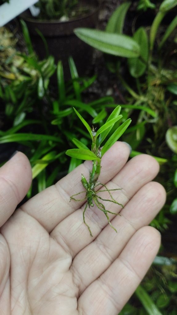 Мініатюрна орхідея scaphyglottis prolifera