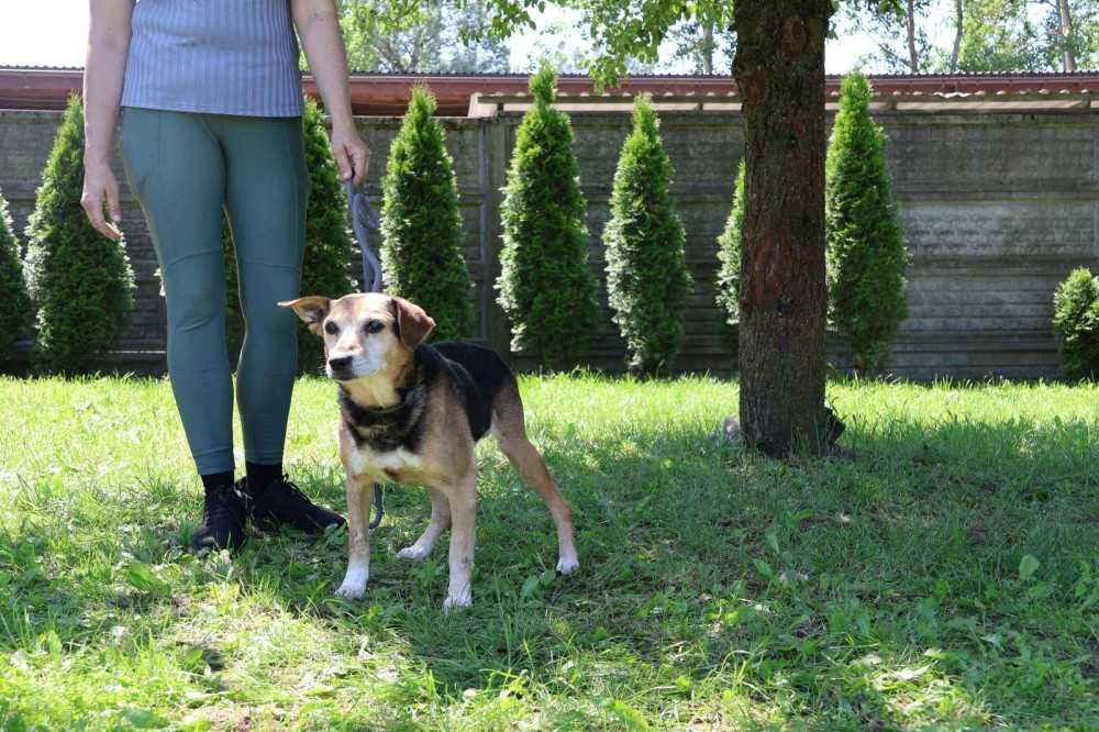 Reks marzy, aby być obok człowieka - schronisko bez wolontariatu