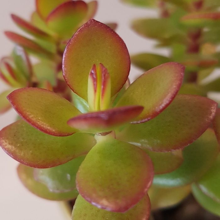 Suculentas - CRASSULA ovata / CRASSULA perforata e KALANCHOE tomentosa