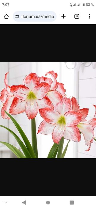 Продам семена амариллиса sportligen