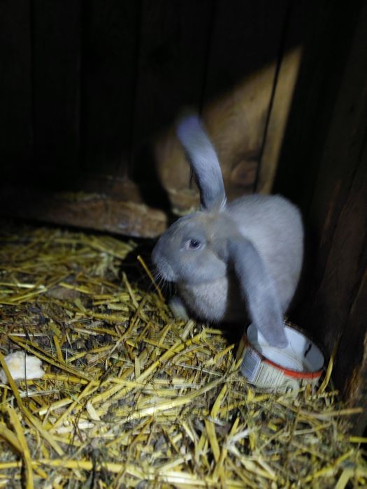 Kroliki dorosłe samice