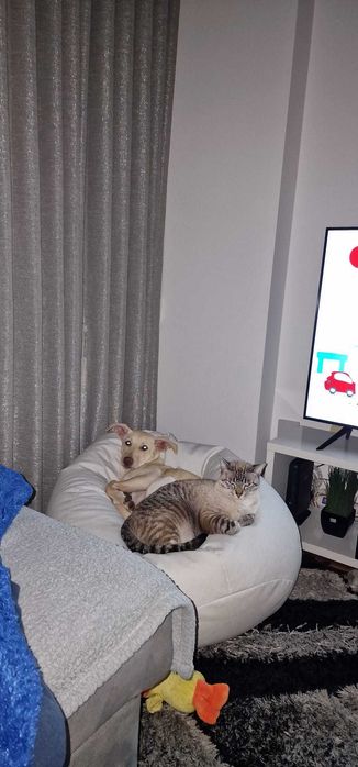 Petsitting Animals Care