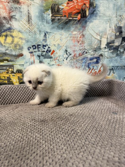 Котята шотландской породы