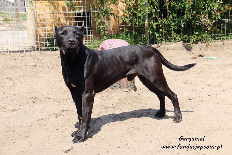 Gargamel - piesek w typie cane corso