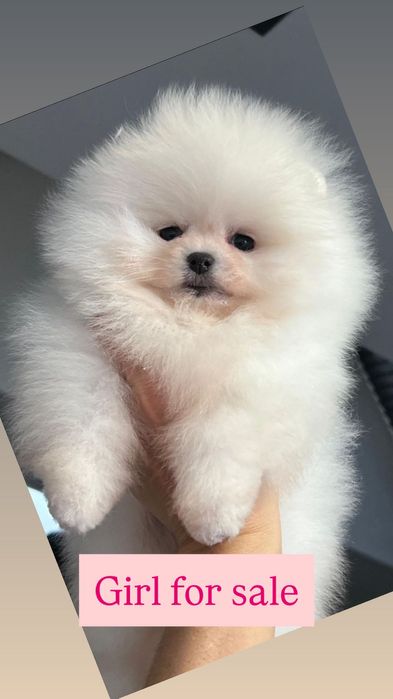 Piękna suczka Pomeranian FCI zkwp szpic miniaturowy