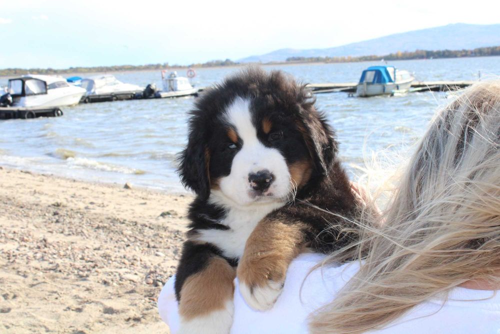 Berneński Pies Pasterski ZkwP oddział Wrocław/FCI