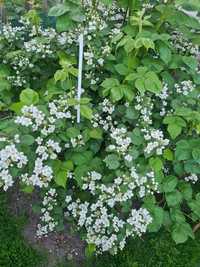 Jeżyna Rubus Fructus