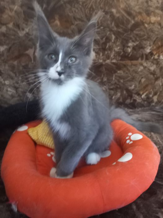 Kotek Maine Coon WCF