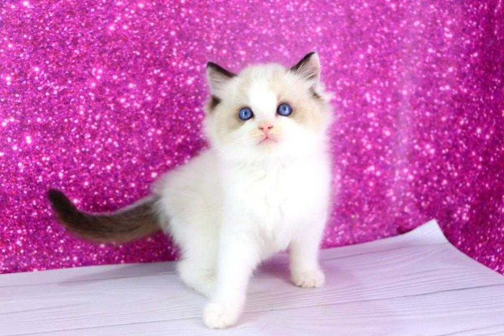 Мальчишка регдолл. Голубоглазый