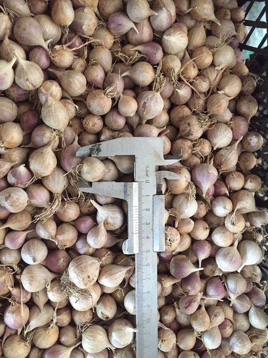 Однозубка часник