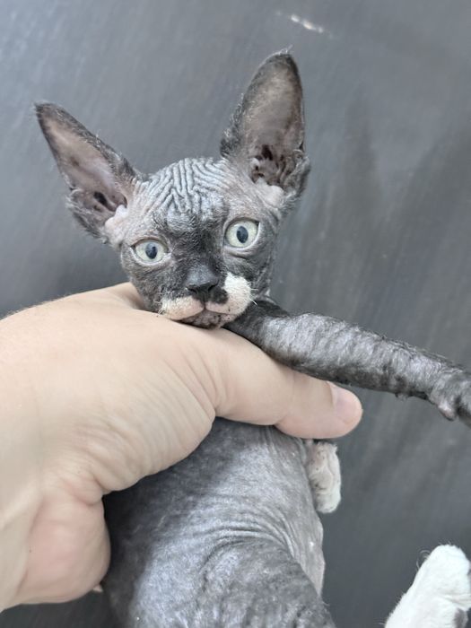 Sphynx macho disponivel