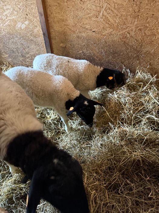 Dorper Owce Barany Tryk Owieczka