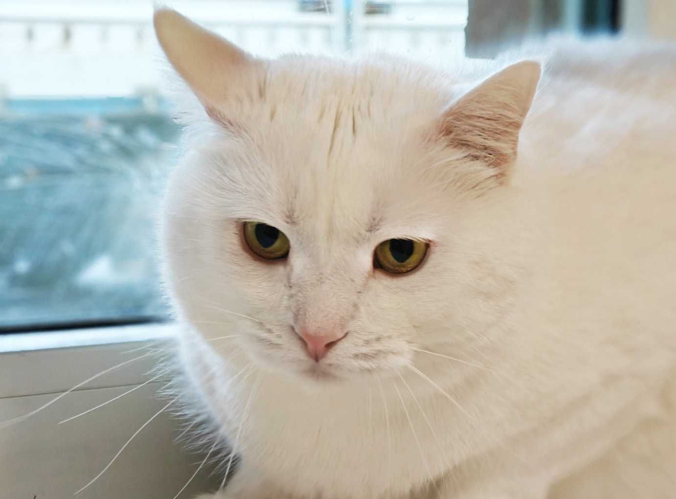 Ніжна хмаринка щастя, котик Пончик, кіт 1 рік
