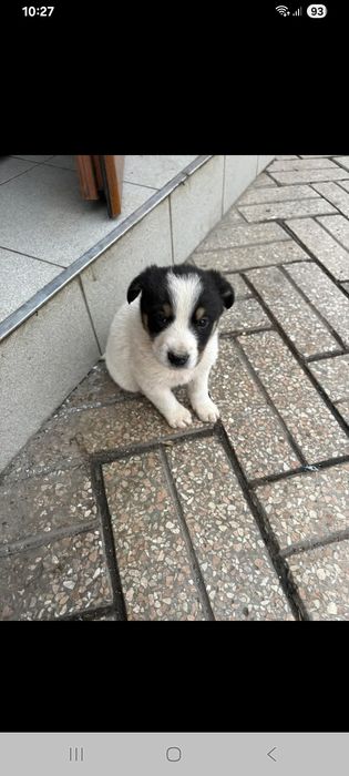 Собачки безкоштовно