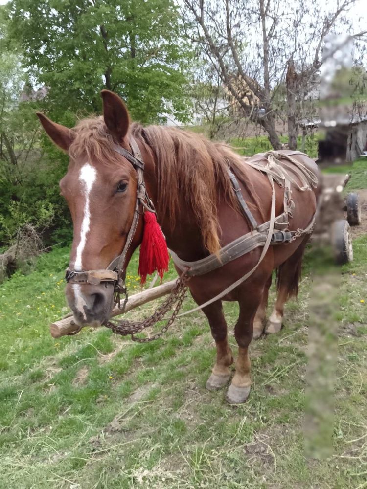 Продам молодого коня