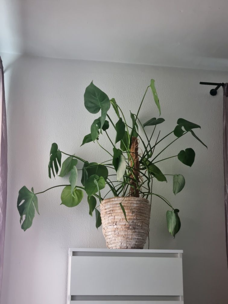 Monstera kwiat doniczkowy domowy XL okazja