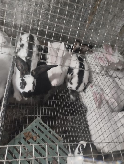 Самці та самки 2-4 місяці. Термонці та мішані.