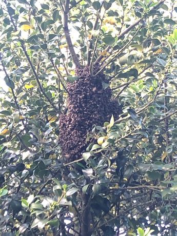 Recolho ou retiro enxames de abelhas na zona de Paredes e Penafiel.