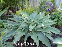 Красуня Neptune для тіньового куточку  вашого саду