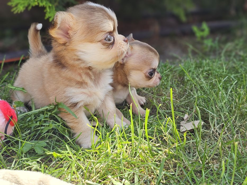 krótkowłosy piesek chihuahua umaszczenie husky xxs