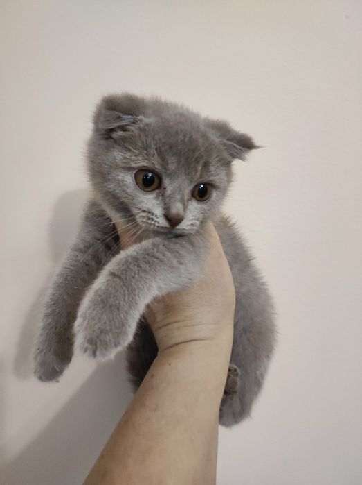 Кошеня, коти висловухі, 3 міс