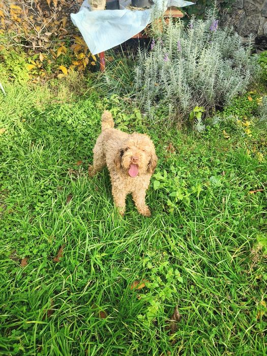 Кобель шоколадний мерле 2 роки в'яжучий з документами