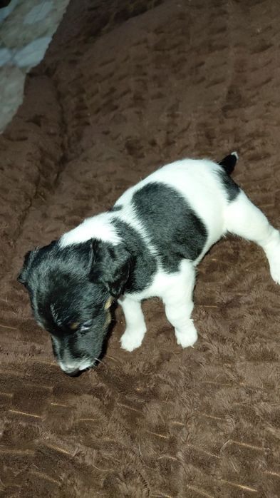 Дівчинка фокстер'єр