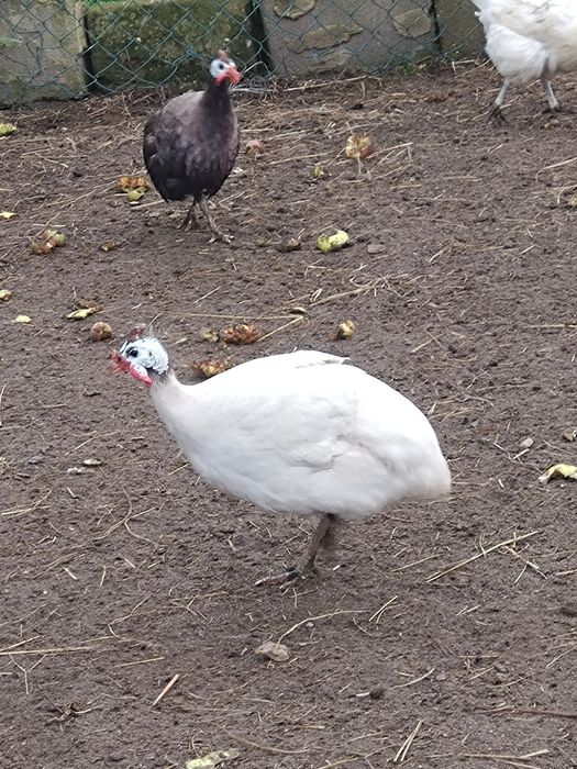 Koghut perlizki biale