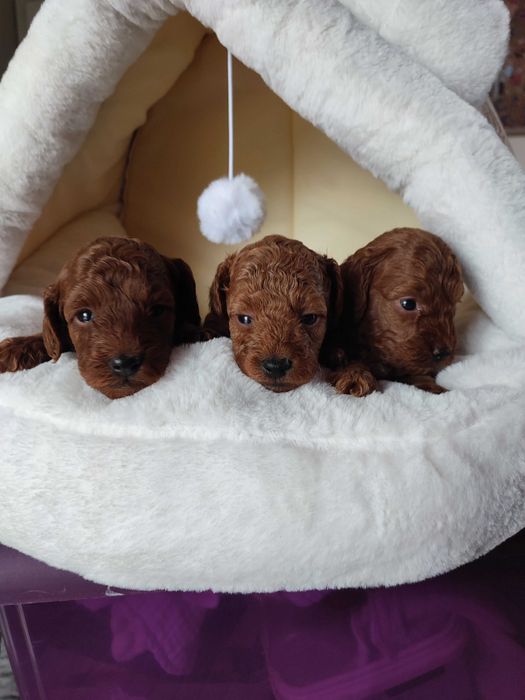 Pudel toy  piesek redbrown po Championce.