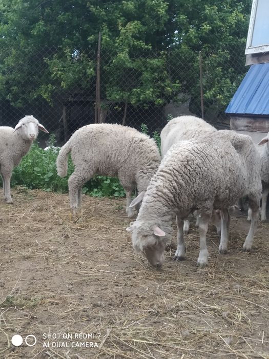 Продам 3 вівці на м'ясо