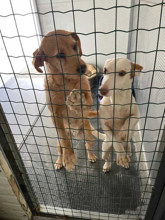 Benjy - Para Adopção