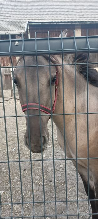 Sprzedam klacz konik polski