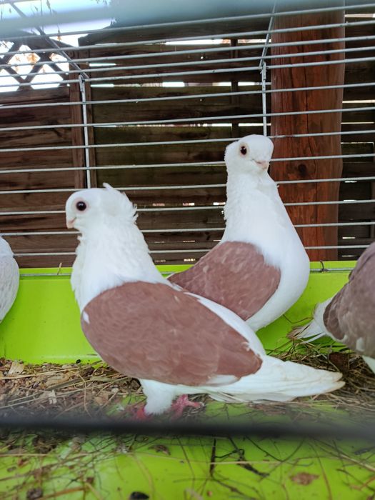 Gołębie ozdobne golab mewka mewki